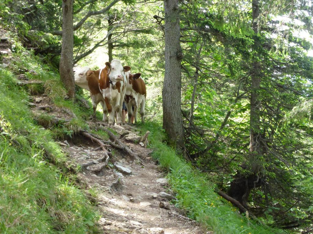 Ferienwohnungen Gaestehaus Sonnenkreis Ruhpolding Kültér fotó